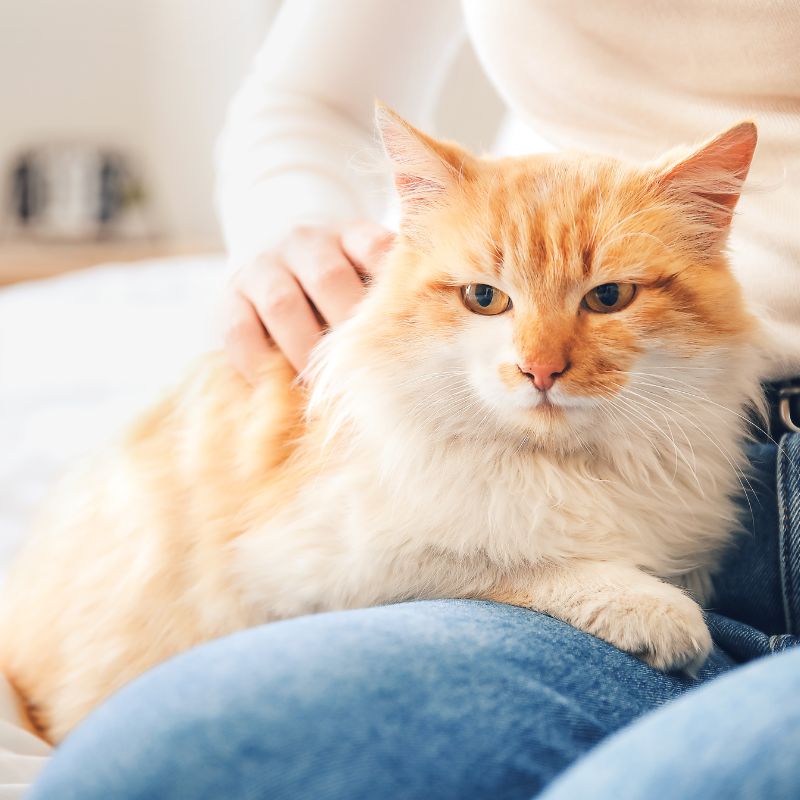 Cat Sitting on Owner's Lap