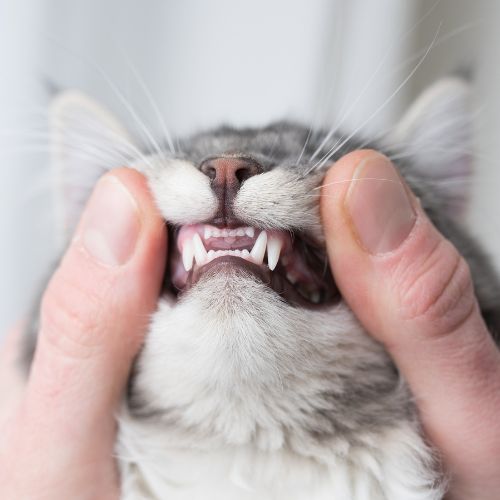 Dental Care for Pets