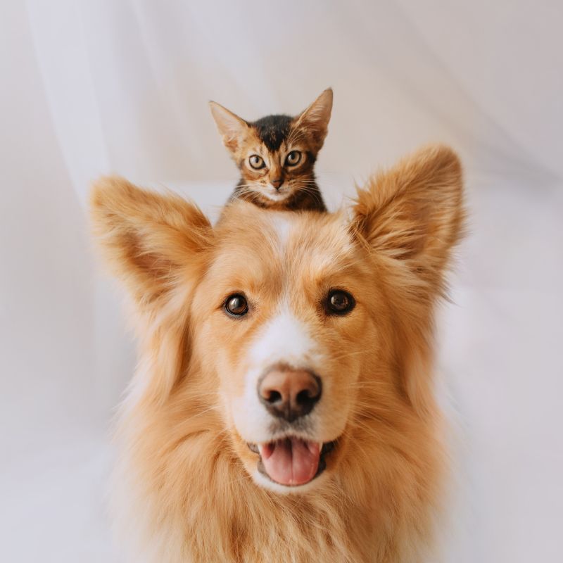 A Dog and a Kitten