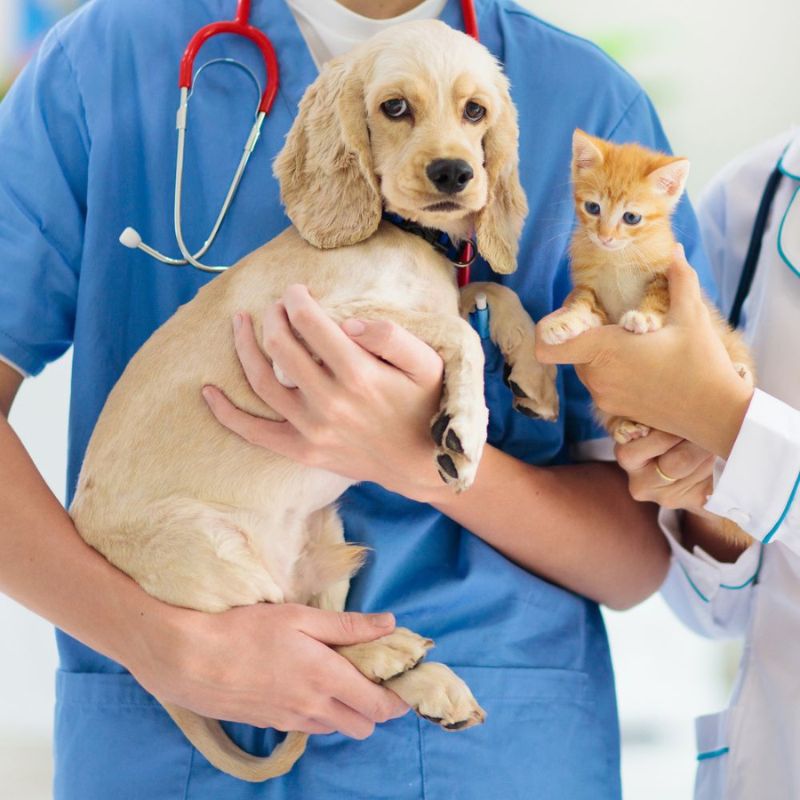 Veterinarians Holding the Pets