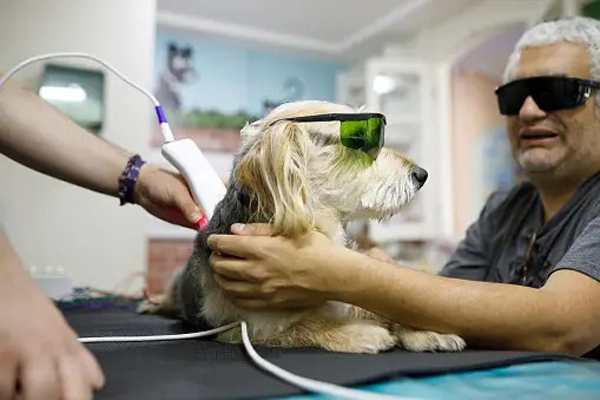 Pet Class IV Laser Therapy
