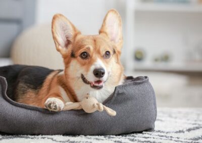 corgi laying in bed with toy