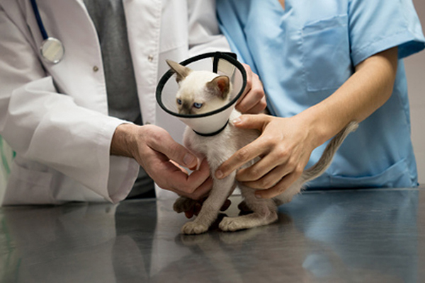 Pet Surgery and Dental Cleaning