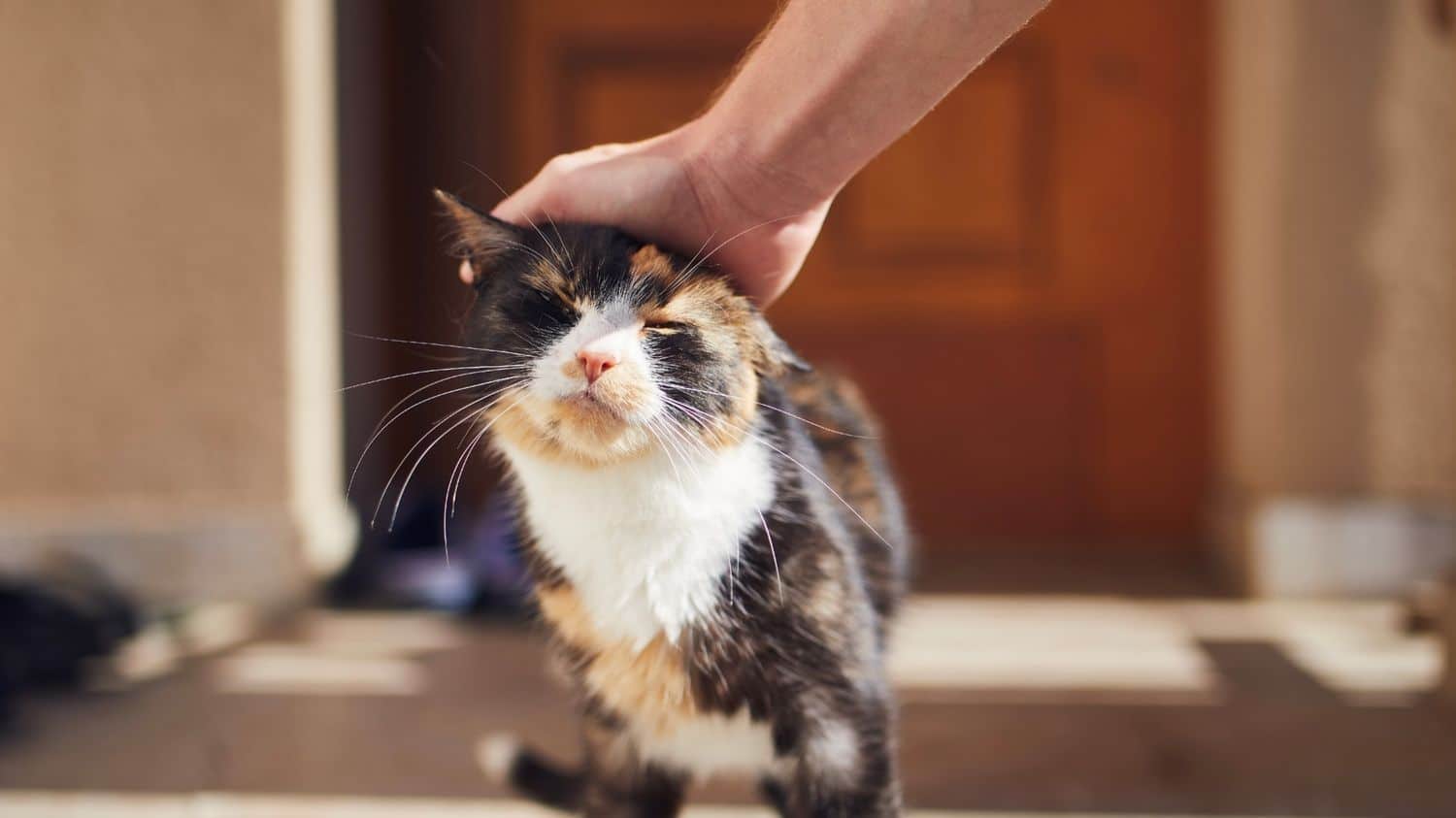 Feline Boarding