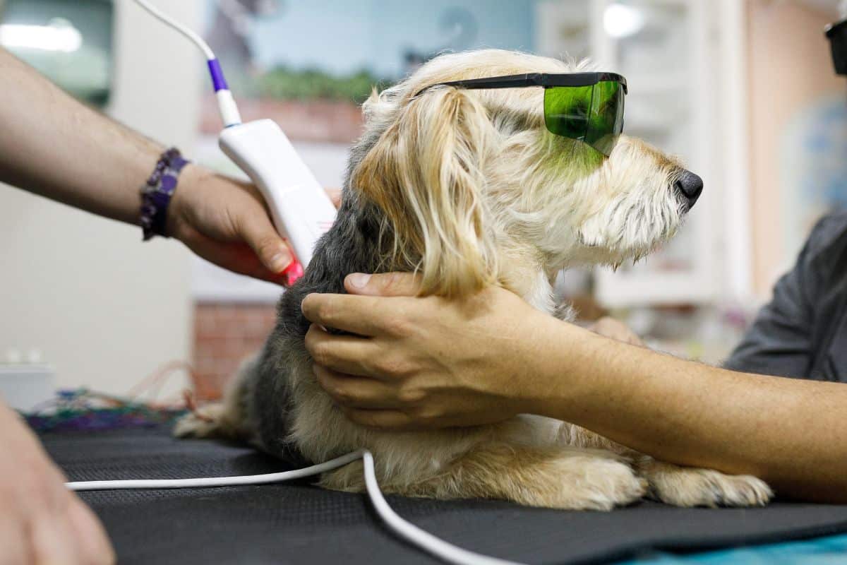 Man holding his dog while it's getting laser therapy
