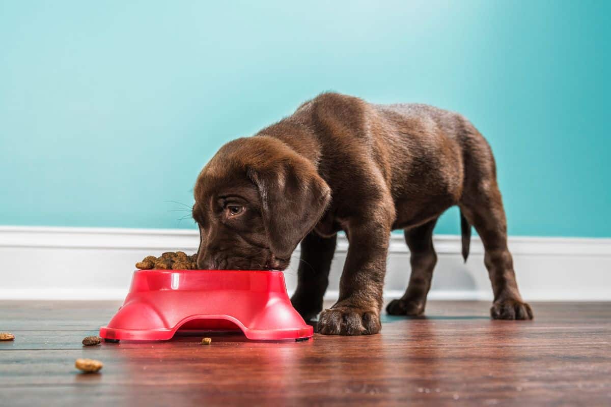 Puppy eating dry food from a red bowl