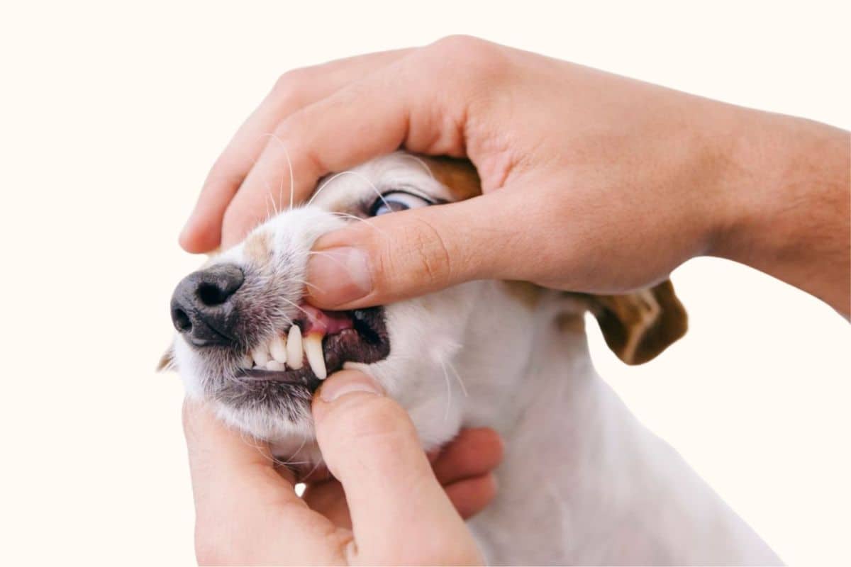 Close-up of a person checking a small dog's teeth and gums
