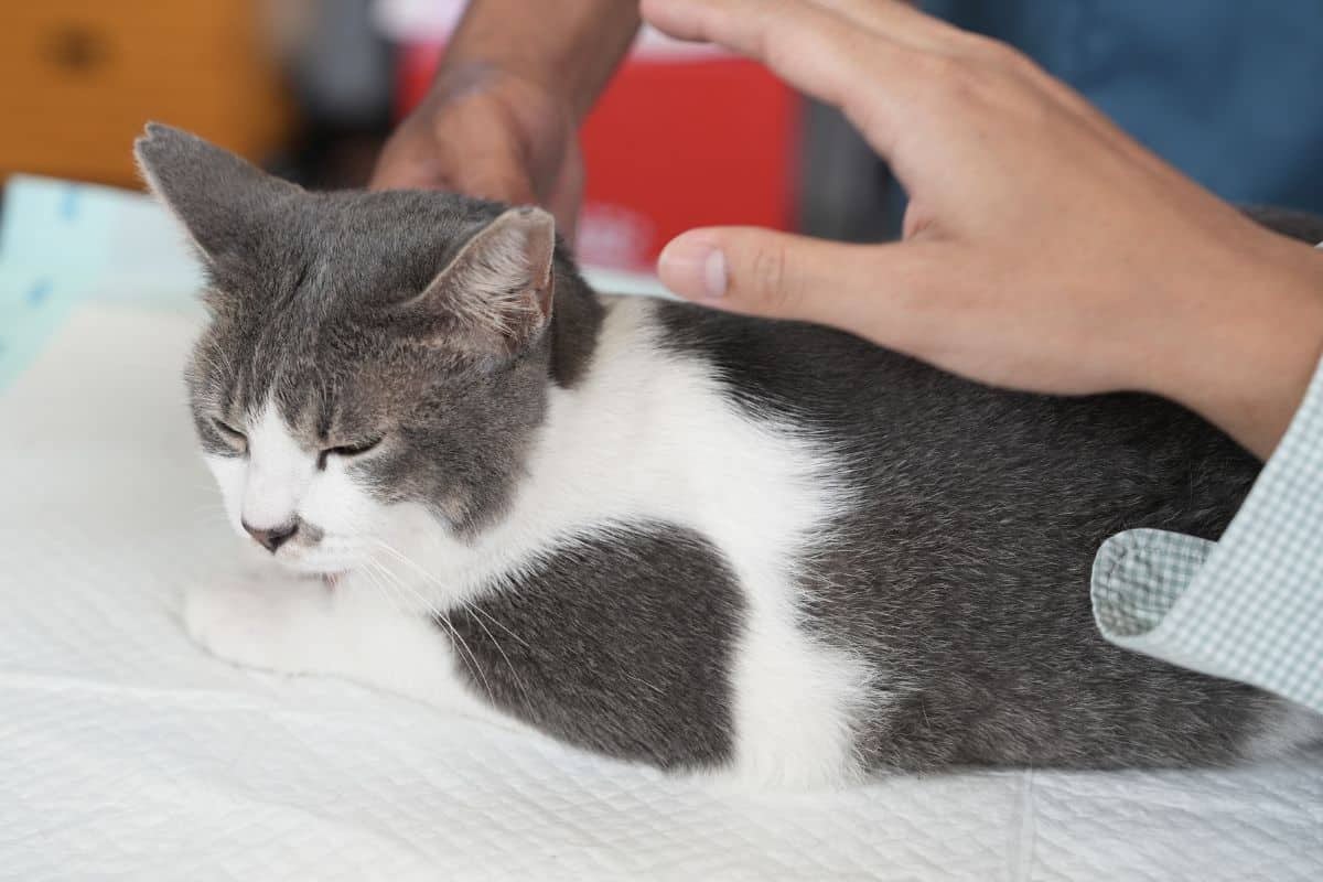 Calm cat during a veterinary exam