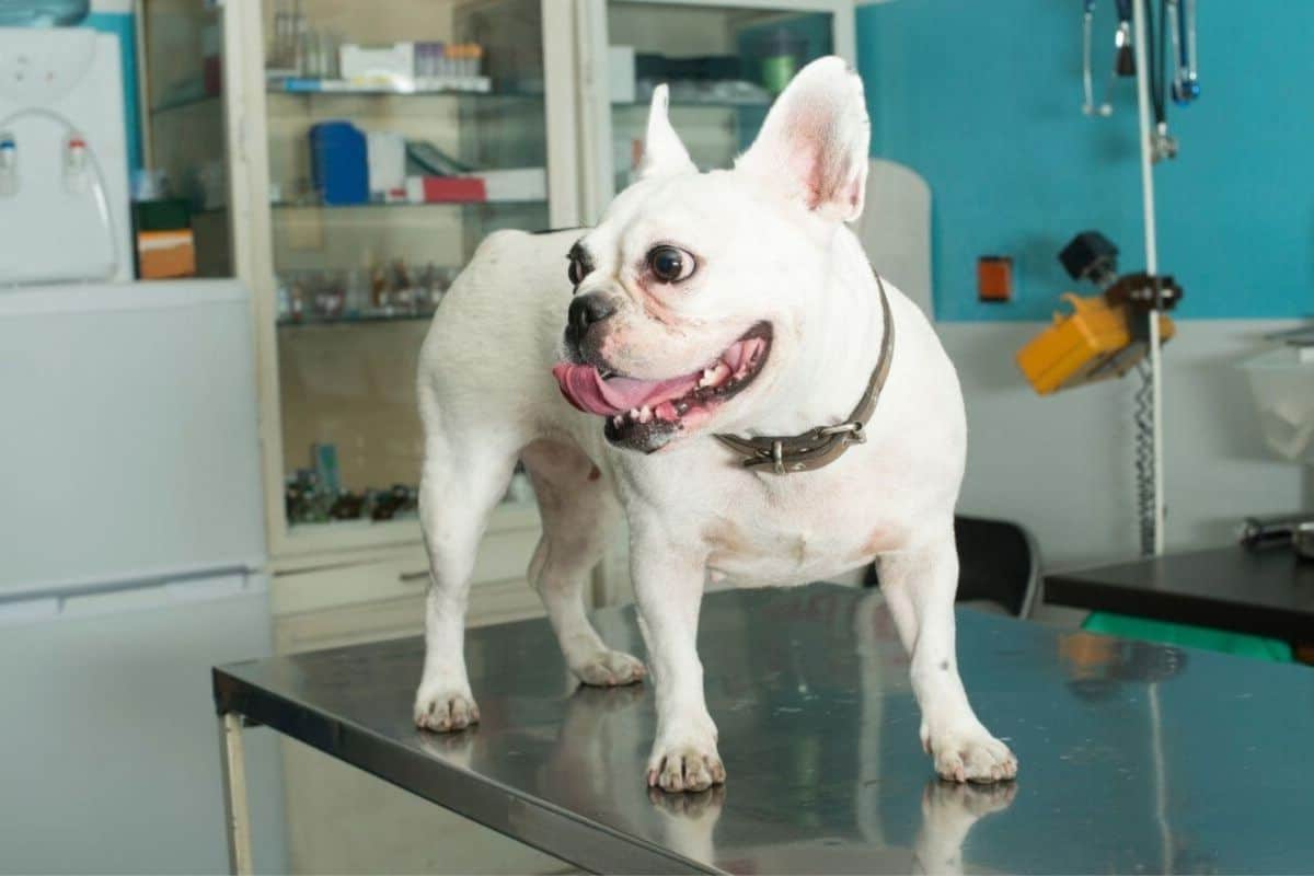 Dog in a veterinary clinic for blood test