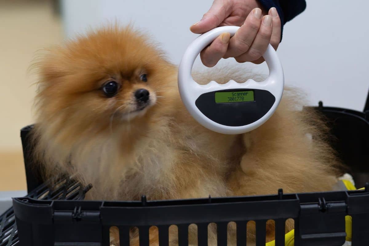 Veterinarian scanning a dog's body for a microchip