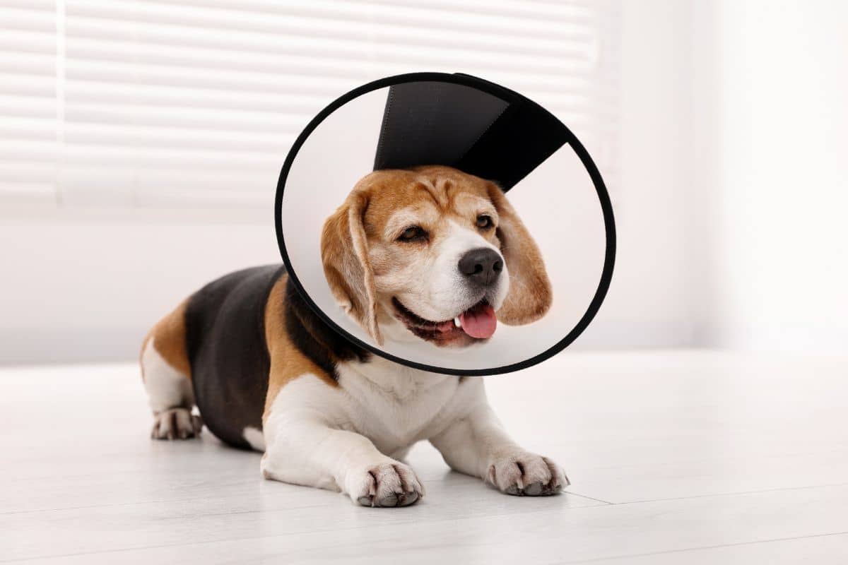 Beagle dog wearing medical plastic collar