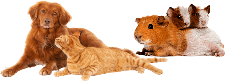 dog cat guinea pigs