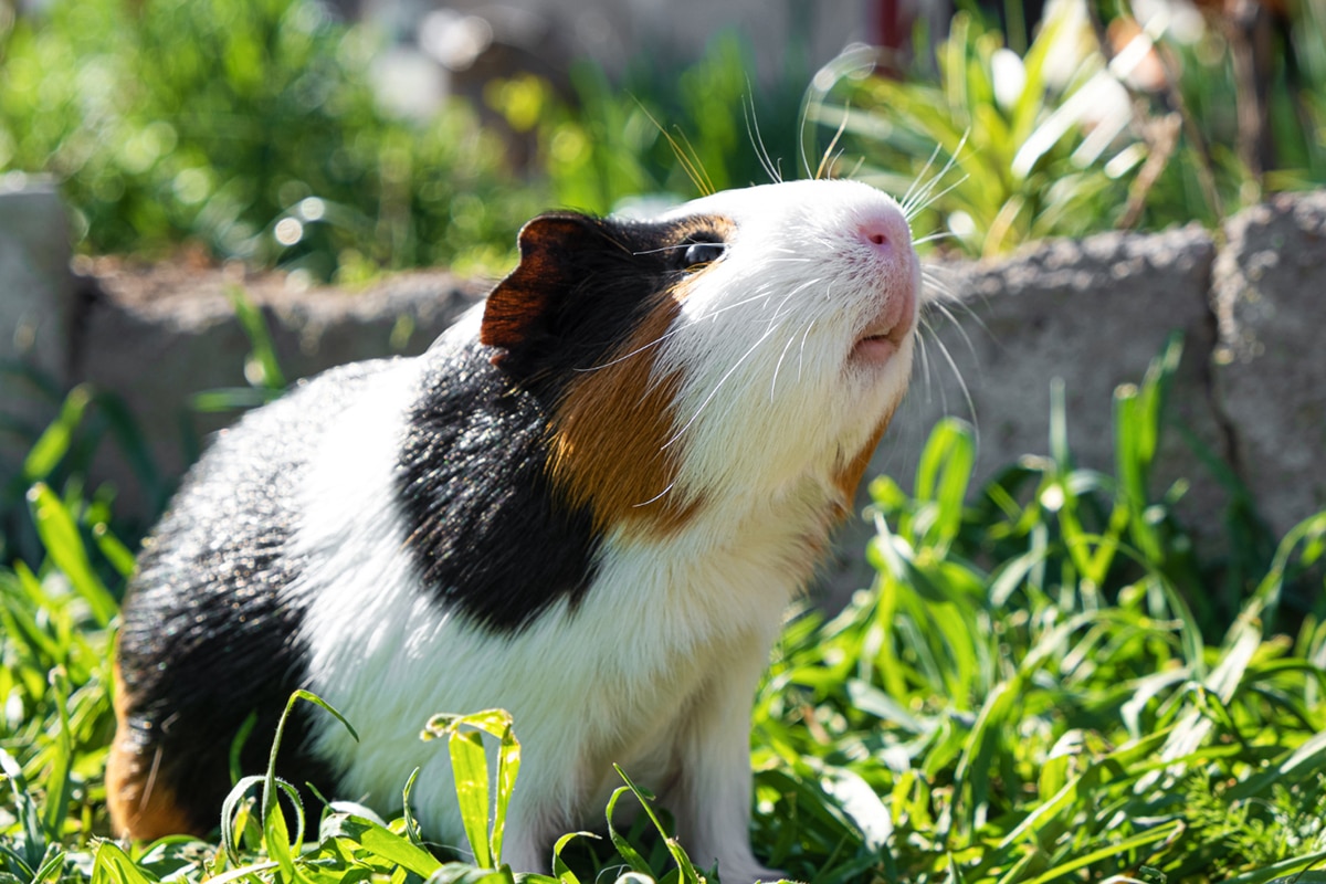 guinea pig on green grass in the garden